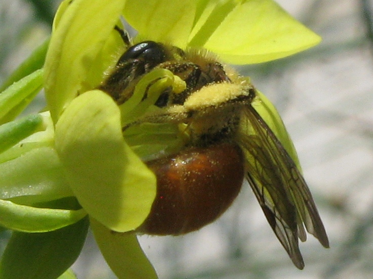 Andrena sp.